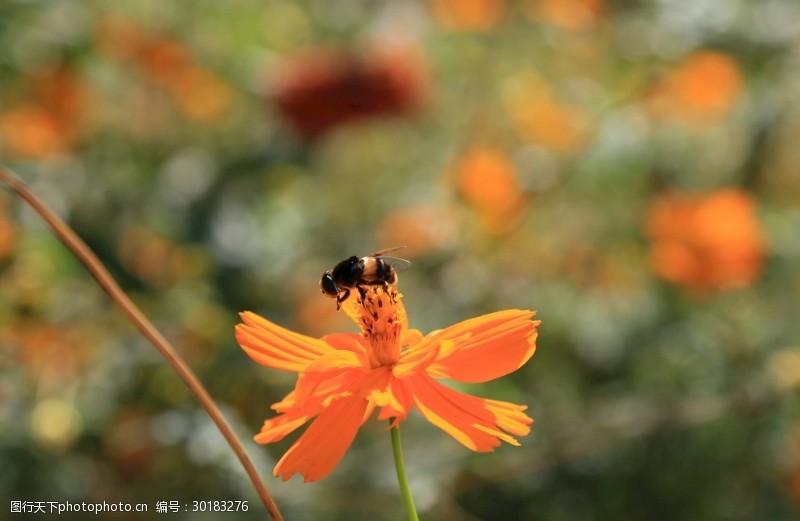 辛勤园丁蜜蜂与花