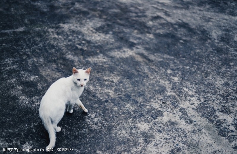 流浪动物猫摄影图片宠物写真壁纸