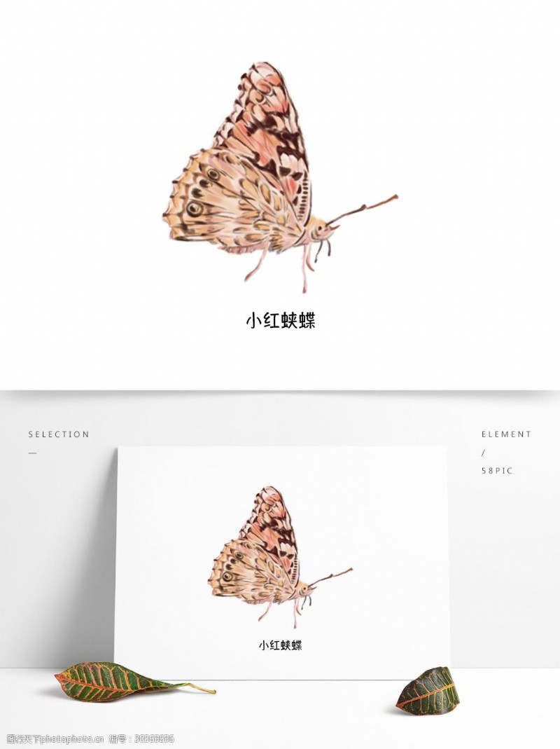 蛱蝶夏季草丛飞行昆虫写实单体特写科普插图