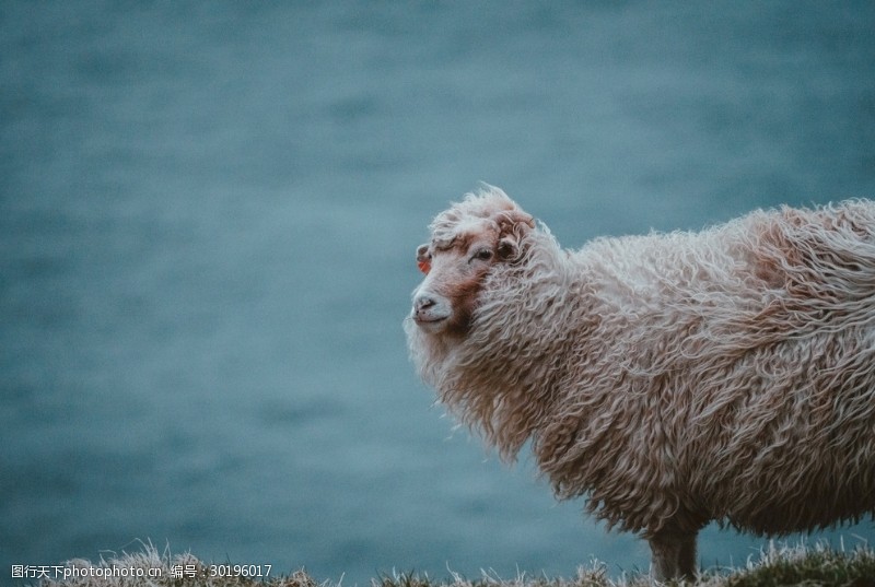 绵羊头羊