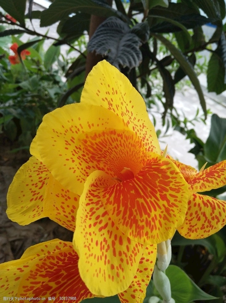 花美人图片免费下载 花美人素材 花美人模板 图行天下素材网