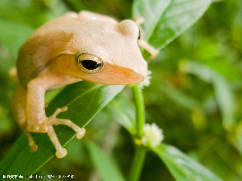 中蛙亚目图片免费下载 中蛙亚目素材 中蛙亚目模板 图行天下素材网