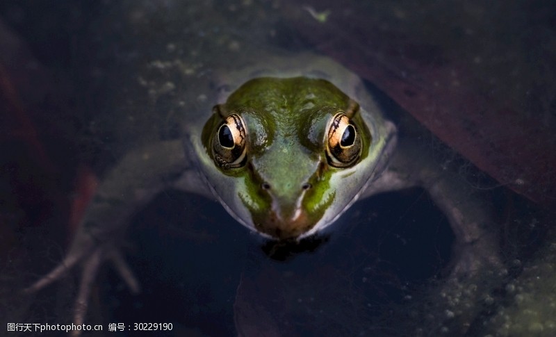 新蛙亚目图片免费下载 新蛙亚目素材 新蛙亚目模板 图行天下素材网