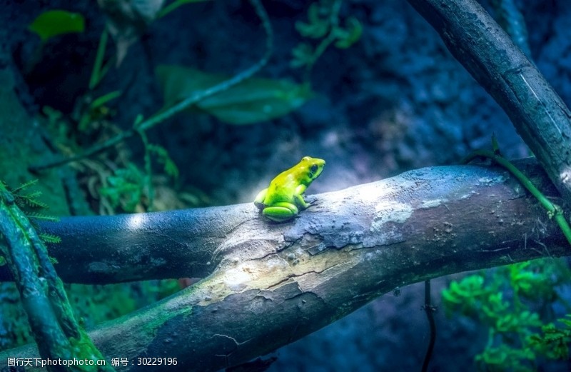 新蛙亚目图片免费下载 新蛙亚目素材 新蛙亚目模板 图行天下素材网