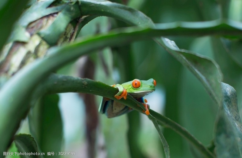 新蛙亚目图片免费下载 新蛙亚目素材 新蛙亚目模板 图行天下素材网