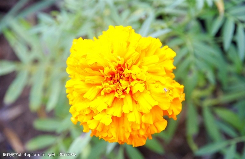 黄色花朵万寿菊