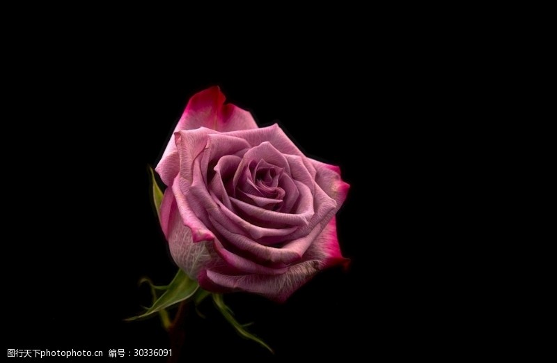 粉色玫瑰花束玫瑰花摄影玫瑰花苞