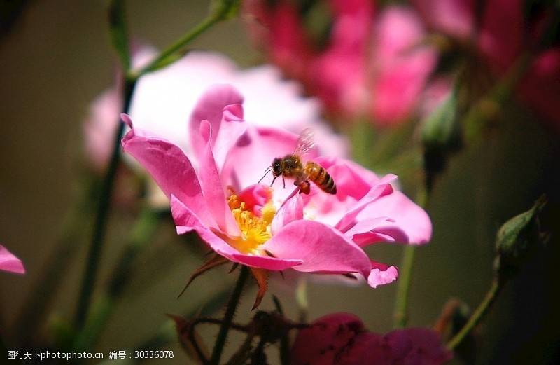 粉色玫瑰花束玫瑰花摄影玫瑰花苞