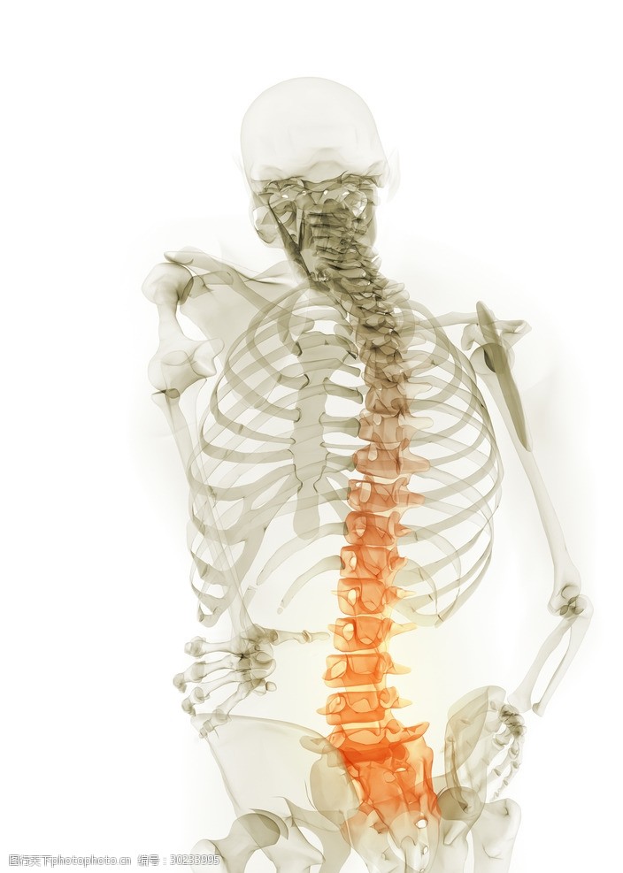 脊柱脊椎