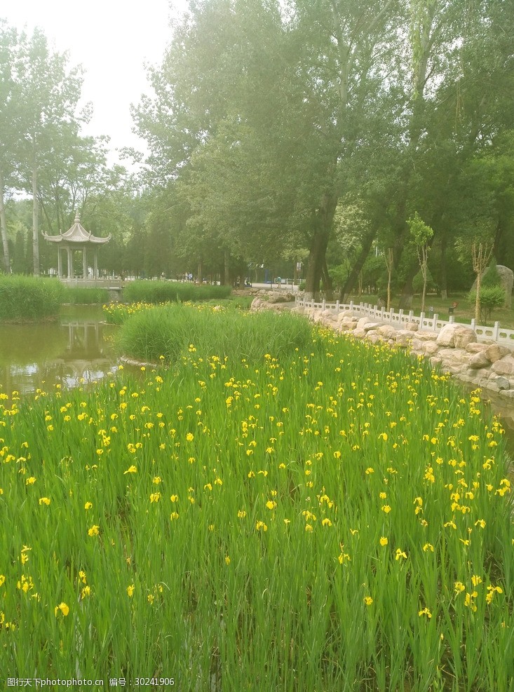 水草花图片免费下载 水草花素材 水草花模板 图行天下素材网