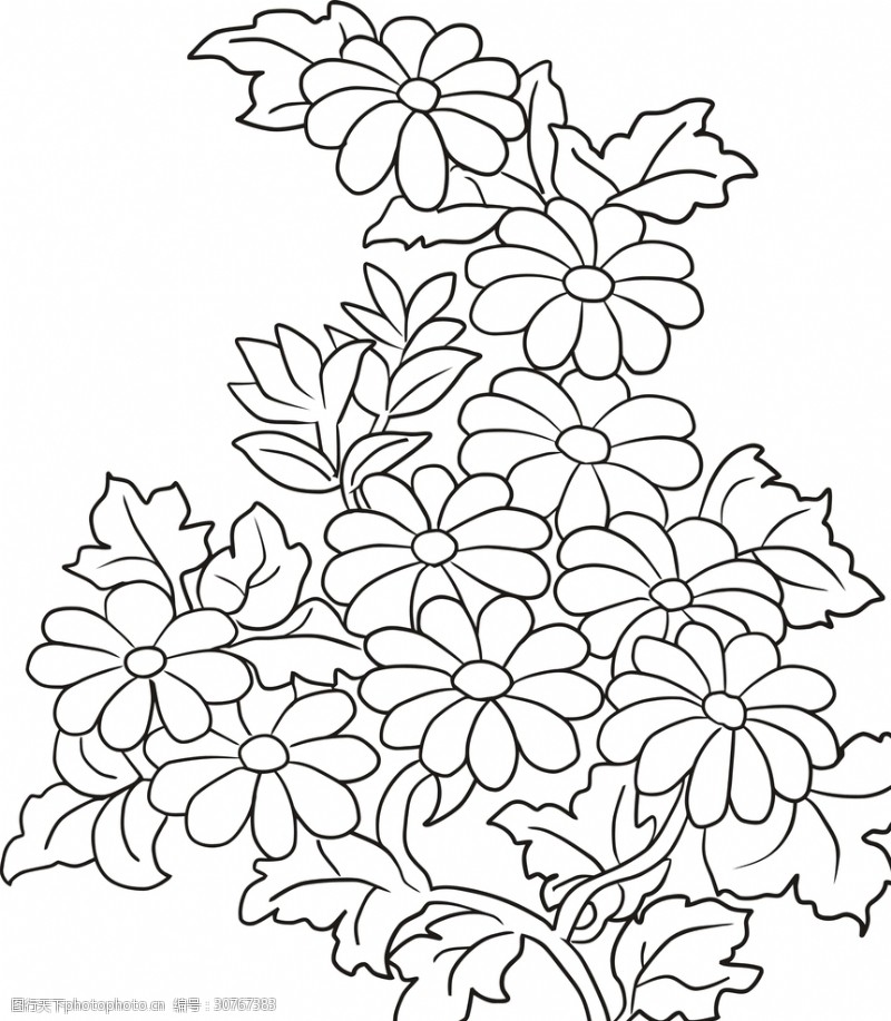 圈纹花卉花朵线描