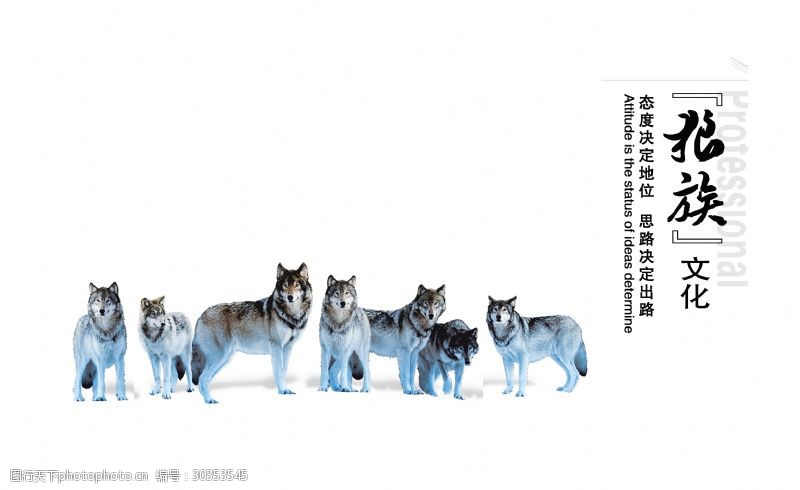 狼族文化狼性狼群艺术字设计