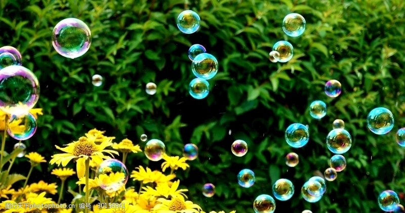 多彩菊花香皂泡泡