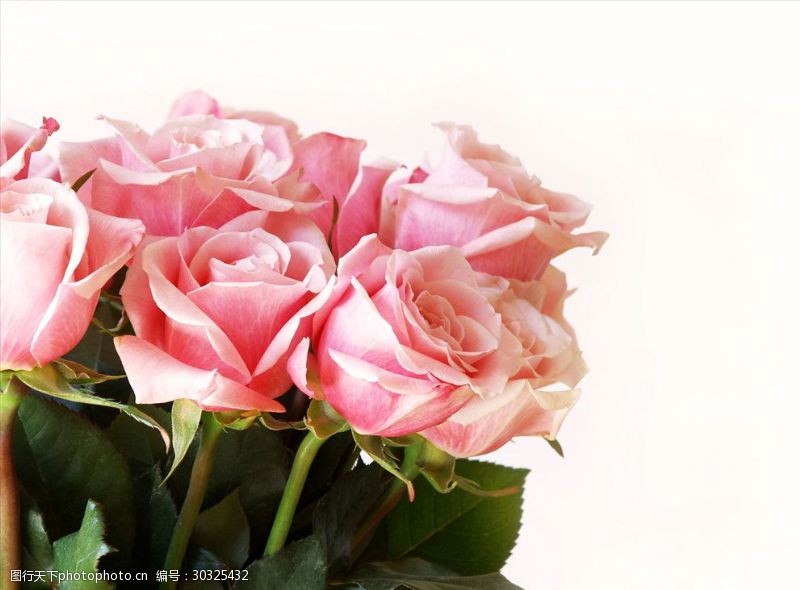 粉色玫瑰花束粉色的玫瑰花