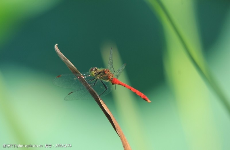 草丛红蜻蜓