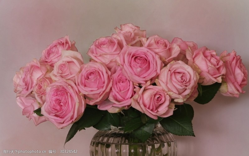 粉色玫瑰花束一束粉色玫瑰花