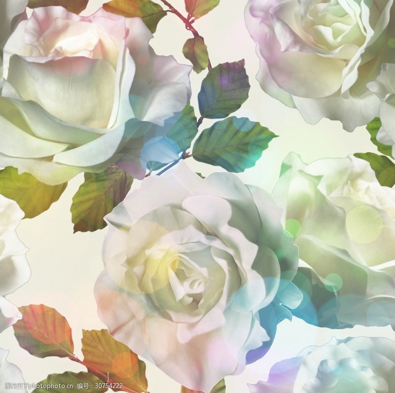 循环花型白玫瑰图片素材