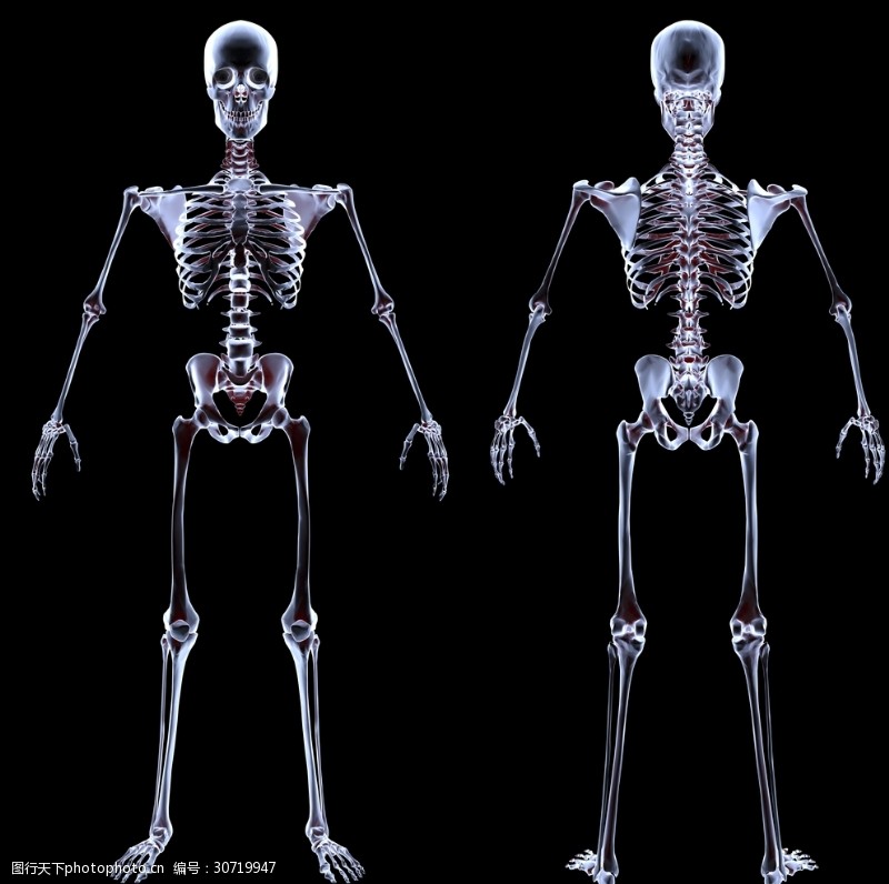 骸骨图片免费下载 骸骨素材 骸骨模板 图行天下素材网