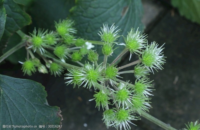 木通花图片免费下载 木通花素材 木通花模板 图行天下素材网