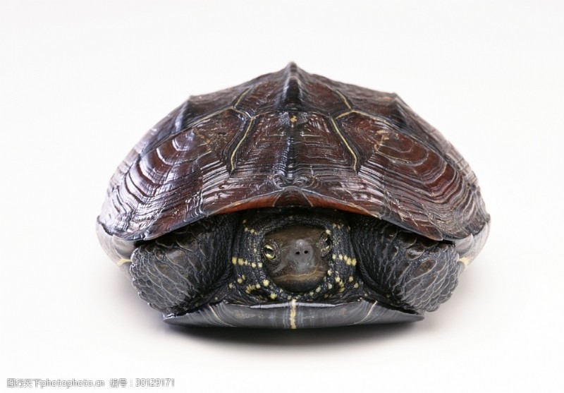 鳖野生动物海龟