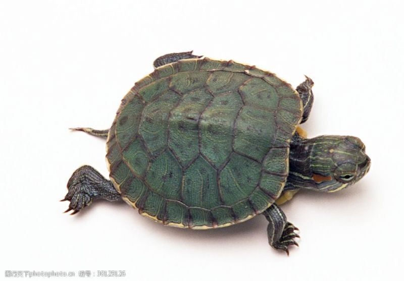 鳖野生动物海龟